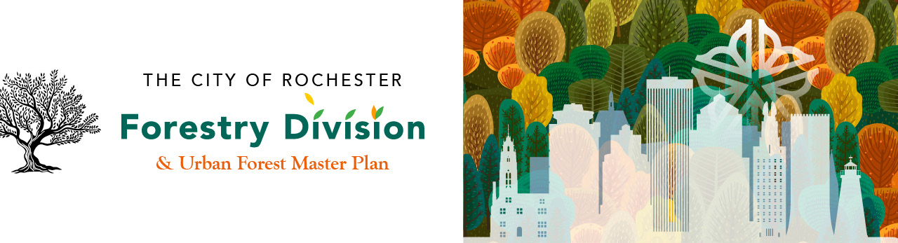 City of Rochester  Urban Forest Master Plan