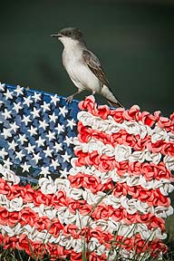 Riverside 6_26_2012-Veterans Field_Bird on Flag