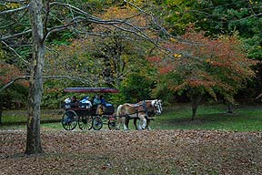 Horse and buggy in Cobbs Hill Park.