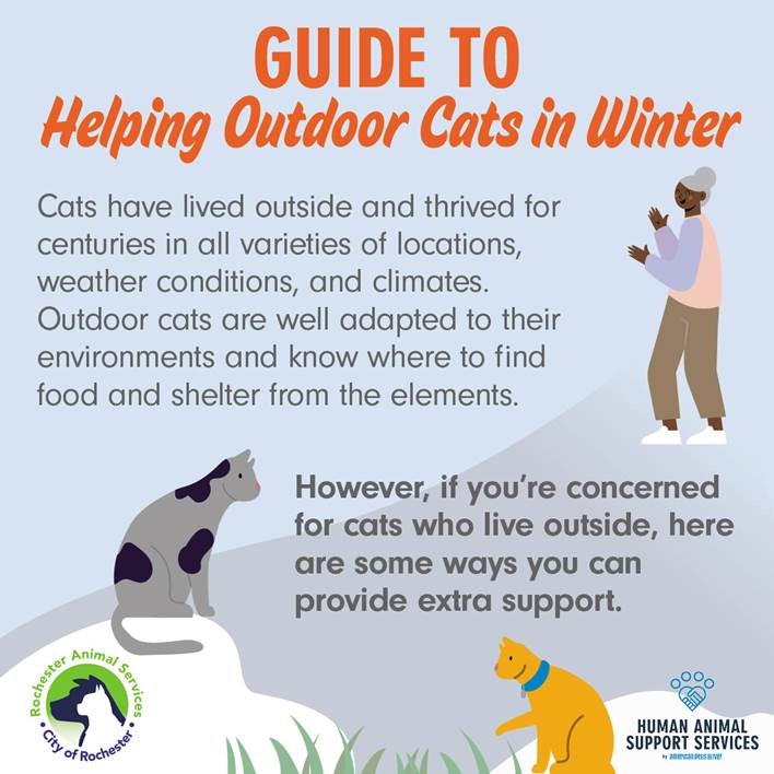 Infographic - Guide to helping cats in winter