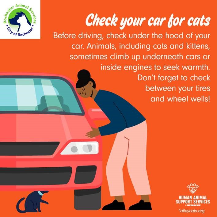 Infographic - check your car for cats