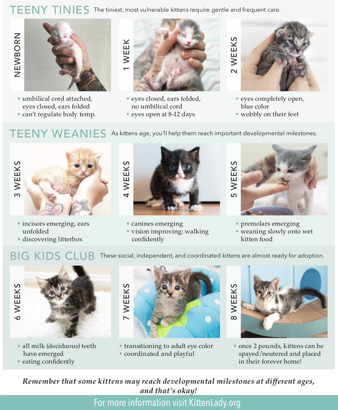 Kitten Age Chart
